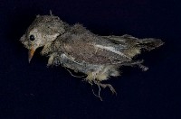 紅胸啄花鳥藏品圖，第6張